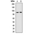 LifeSab™ AMPD1 Rabbit pAb (50 µl)