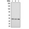 LifeSab™ PDK3 Rabbit pAb (50 µl)