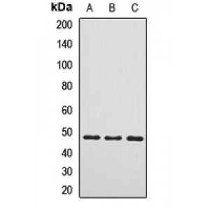 LifeSab™ PDK3 Rabbit pAb (50 µl)