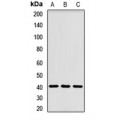 LifeSab™ ADH gamma Rabbit pAb (50 µl)