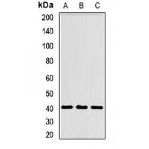 LifeSab™ ADH gamma Rabbit pAb (50 µl)