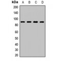 LifeSab™ OB Cadherin Rabbit pAb (50 µl)