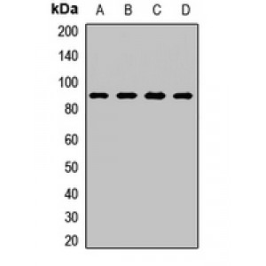 LifeSab™ OB Cadherin Rabbit pAb (50 µl)