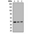LifeSab™ SYT11 Rabbit pAb (50 µl)