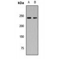 LifeSab™ Ninein Rabbit pAb (50 µl)