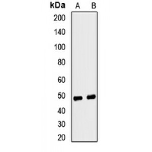 LifeSab™ Ferrochelatase Rabbit pAb (50 µl)