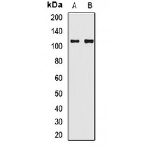 LifeSab™ Synaptopodin Rabbit pAb (50 µl)