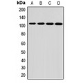 LifeSab™ PCDHA12 Rabbit pAb (50 µl)
