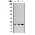 LifeSab™ MTERFD3 Rabbit pAb (50 µl)