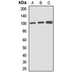 LifeSab™ Gephyrin Rabbit pAb (50 µl)