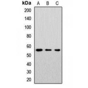 LifeSab™ Cytochrome P450 46A1 Rabbit pAb (50 µl)