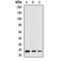LifeSab™ CHCHD3 Rabbit pAb (50 µl)