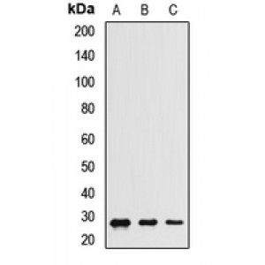 LifeSab™ CHCHD3 Rabbit pAb (50 µl)