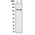 LifeSab™ PBXIP1 Rabbit pAb (50 µl)