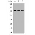 LifeSab™ SLY1 Rabbit pAb (50 µl)
