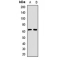 LifeSab™ Tricellulin Rabbit pAb (50 µl)