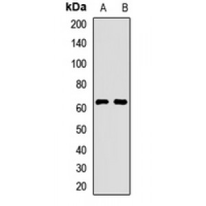 LifeSab™ Tricellulin Rabbit pAb (50 µl)