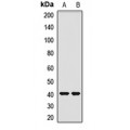 LifeSab™ OTC Rabbit pAb (50 µl)