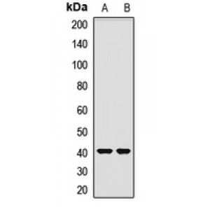 LifeSab™ OTC Rabbit pAb (50 µl)