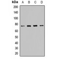 LifeSab™ POMGNT1 Rabbit pAb (50 µl)