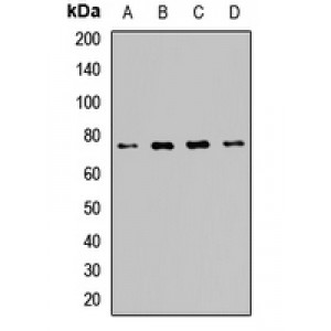 LifeSab™ POMGNT1 Rabbit pAb (50 µl)