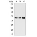 LifeSab™ GSK3 beta Rabbit pAb (50 µl)