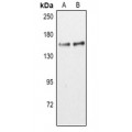 LifeSab™ CD11c Rabbit pAb (50 µl)