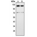 LifeSab™ F4/80 Rabbit pAb (50 µl)