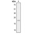 LifeSab™ IL-22 Rabbit pAb (50 µl)