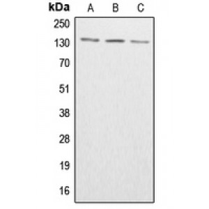 LifeSab™ ABL1/2 (pY393/439) Rabbit pAb (50 µl)