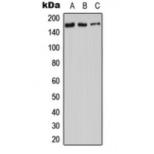 LifeSab™ Adenylate Cyclase 9 Rabbit pAb (50 µl)