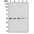 LifeSab™ Annexin A1 Rabbit pAb (50 µl)