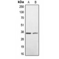 LifeSab™ BNIP2 Rabbit pAb (50 µl)
