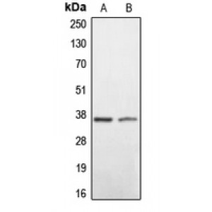 LifeSab™ BNIP2 Rabbit pAb (50 µl)