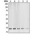 LifeSab™ Caspase 6 p18 Rabbit pAb (50 µl)