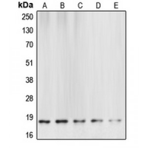 LifeSab™ Caspase 6 p18 Rabbit pAb (50 µl)