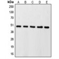 LifeSab™ Caspase 9 Rabbit pAb (50 µl)