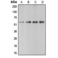 LifeSab™ Caspase 10 Rabbit pAb (50 µl)
