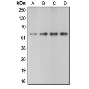 LifeSab™ Caspase 10 Rabbit pAb (50 µl)
