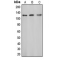 LifeSab™ c-CBL (pY774) Rabbit pAb (50 µl)