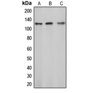 LifeSab™ c-CBL (pY774) Rabbit pAb (50 µl)