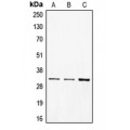 LifeSab™ CD40 Rabbit pAb (50 µl)