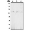LifeSab™ CHK1 Rabbit pAb (50 µl)