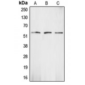 LifeSab™ CHK1 Rabbit pAb (50 µl)
