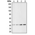 LifeSab™ CMKLR1 Rabbit pAb (50 µl)