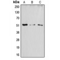 LifeSab™ ATF2 Rabbit pAb (50 µl)