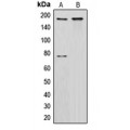 LifeSab™ CUX1 Rabbit pAb (50 µl)