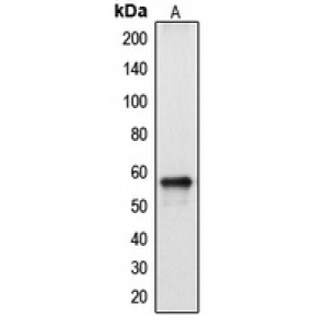 LifeSab™ Cytochrome P450 2A13 Rabbit pAb (50 µl)