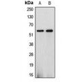 LifeSab™ Cytochrome P450 2J2 Rabbit pAb (50 µl)