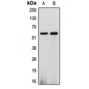 LifeSab™ Cytochrome P450 2J2 Rabbit pAb (50 µl)